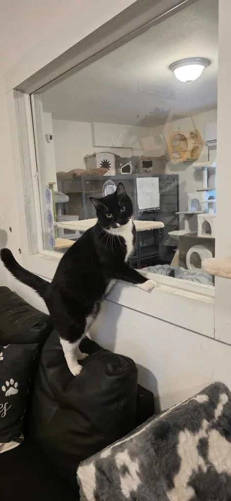 Rico Suave thumbnail 4