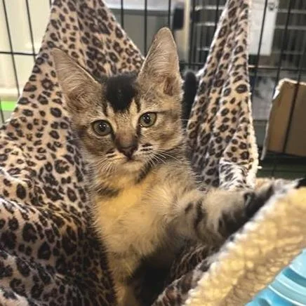 A baby small-sized female Domestic Short Hair cat named Grace for adoption in Los Angeles, CA