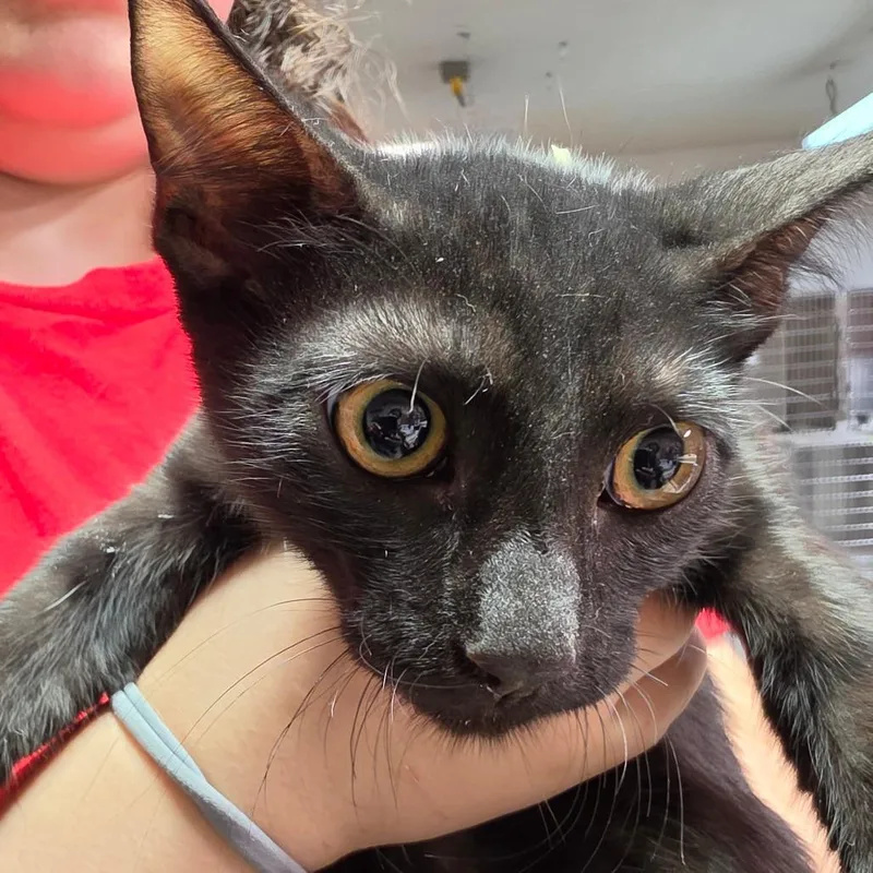 A baby small-sized male Black Domestic Short Hair cat named Clifford for adoption in Leander, TX
