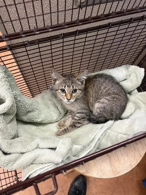A baby small-sized female Domestic Medium Hair cat named A for adoption in Sacramento, CA