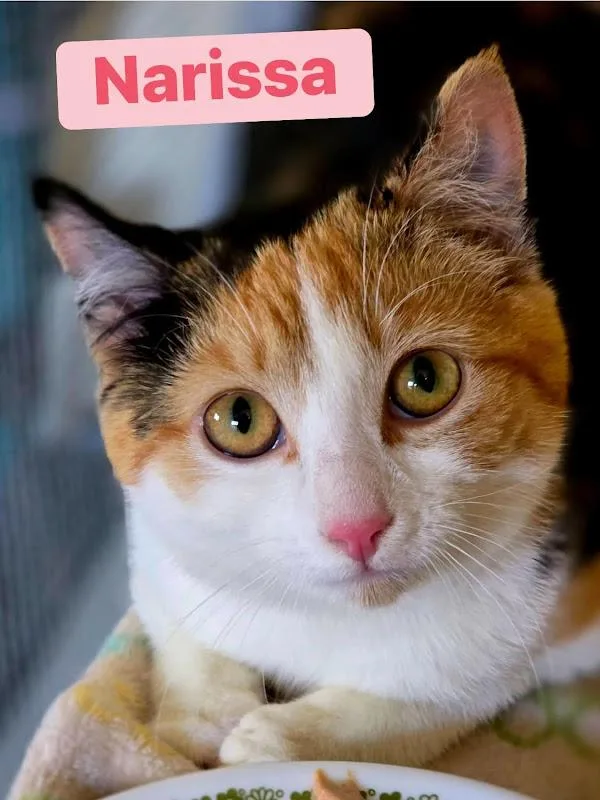 A young medium-sized female Calico Domestic Short Hair cat named Narissa for adoption in Johnson City, TN