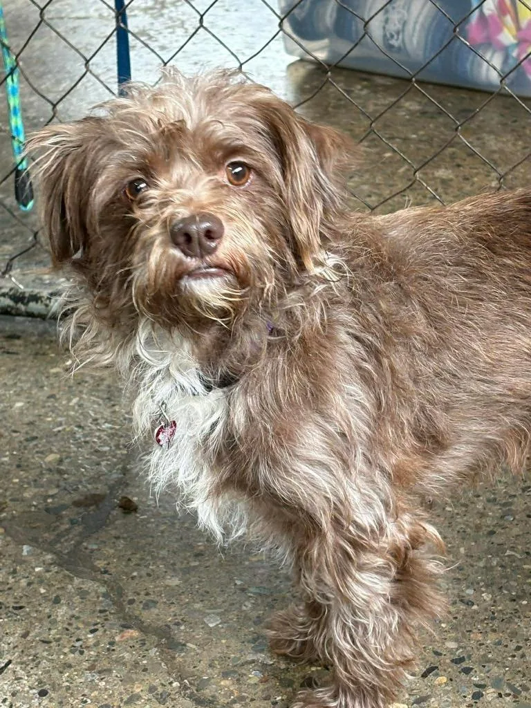 A young medium-sized male Terrier dog named Chocolate for adoption in Warren, MI