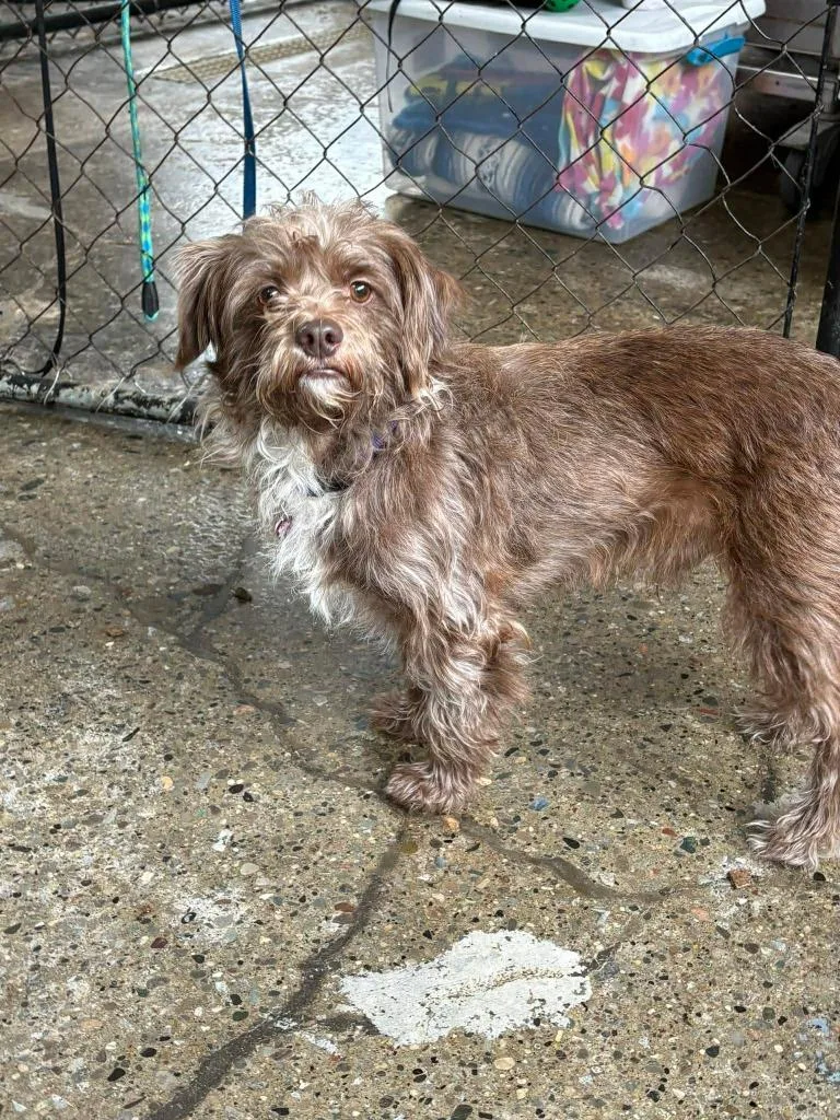 Chocolate thumbnail 2