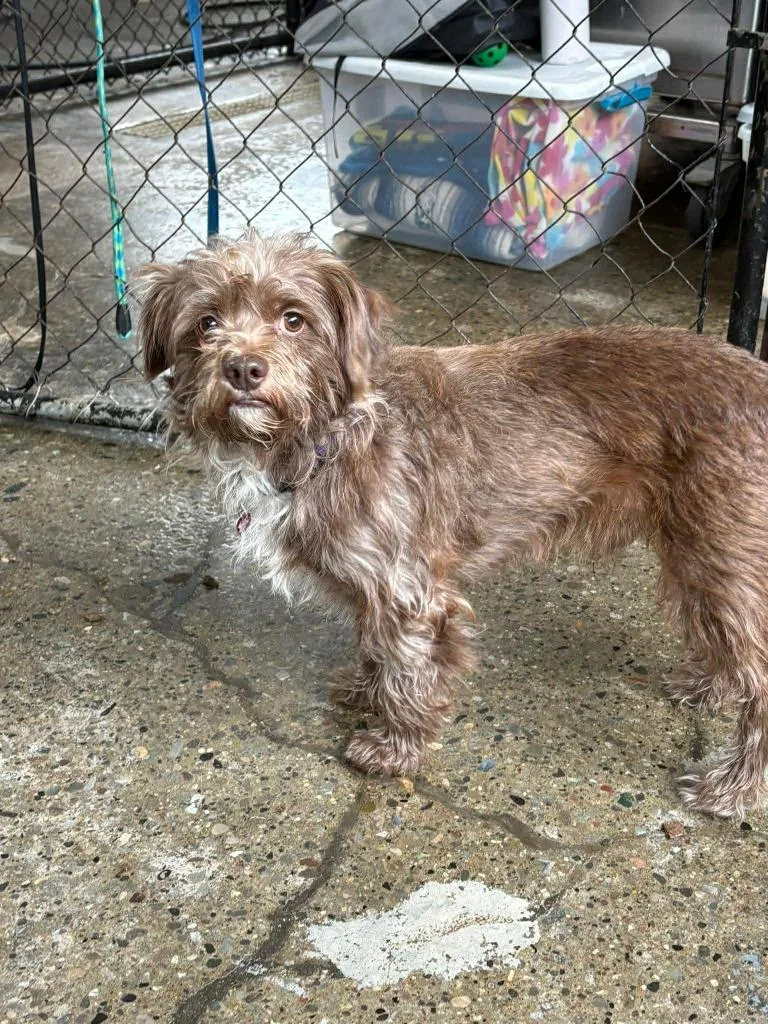 Chocolate thumbnail 3