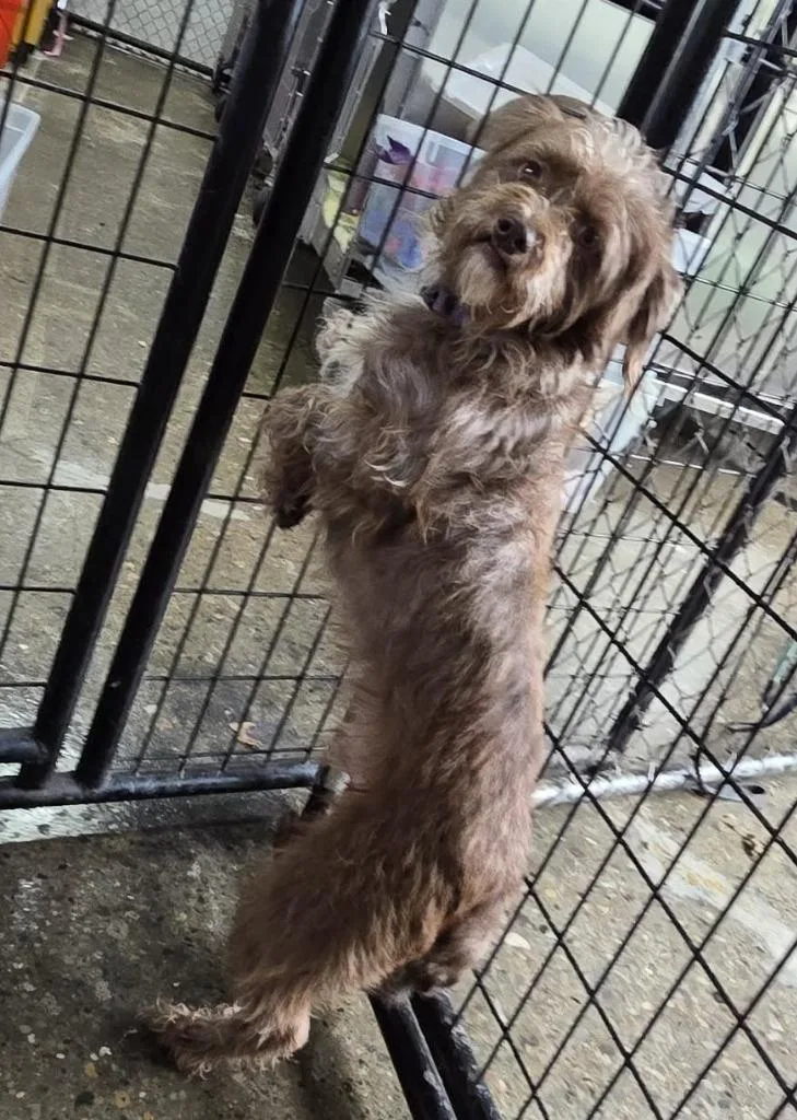 Chocolate thumbnail 4