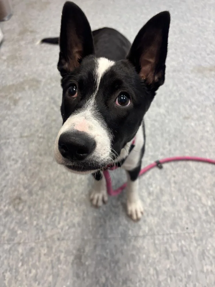 Daisy Claire thumbnail 2