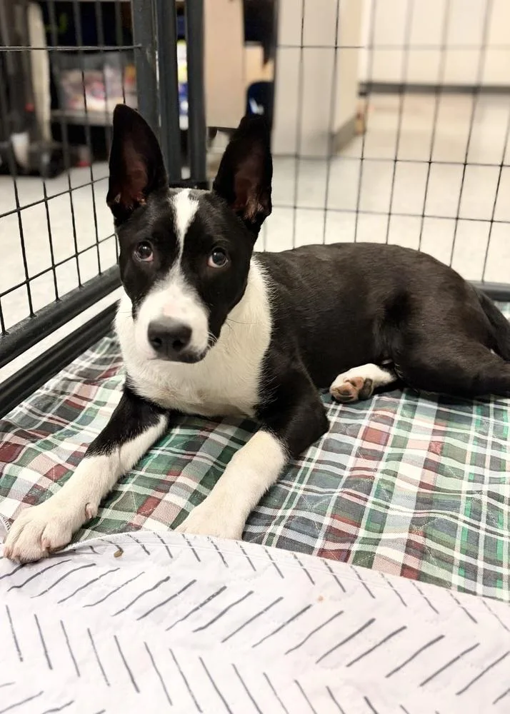 Daisy Claire thumbnail 3