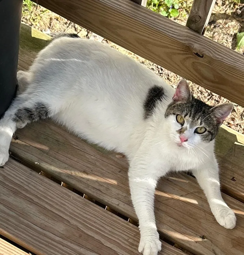 A young large-sized female Domestic Short Hair cat named Juni for adoption in Dalton, GA