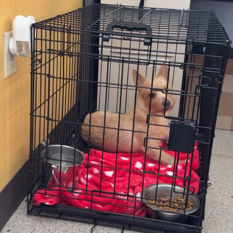 An adult small-sized male Golden Terrier dog named Hank for adoption in Allen, TX