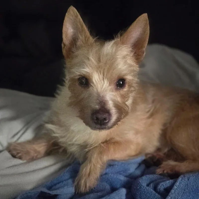 Hank thumbnail 5