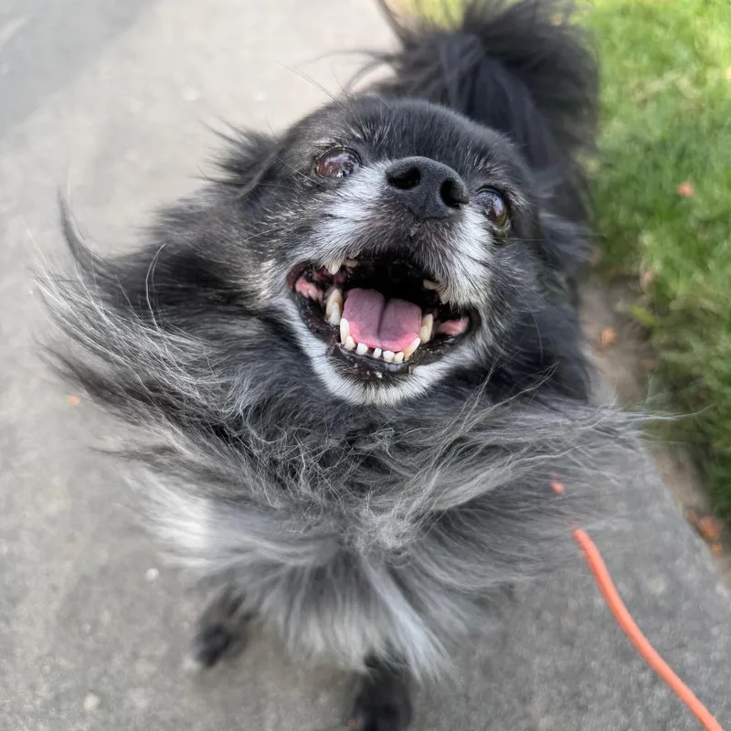 Professor Crumbs  Chino thumbnail 3