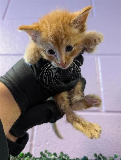 A baby small-sized male Orange / Red Domestic Short Hair cat named 61843645 for adoption in El Paso, TX