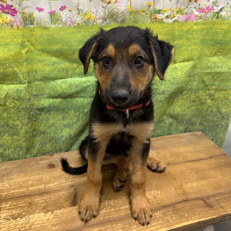 A baby medium-sized male Black Shepherd dog named Julius for adoption in Normal, IL