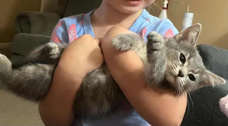 A young medium-sized female Tabby (Gray / Blue / Silver) Domestic Short Hair cat named Te Fiti for adoption in Scott Depot, WV