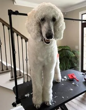 A young medium-sized female Poodle dog named Chloe for adoption in Paris, KY