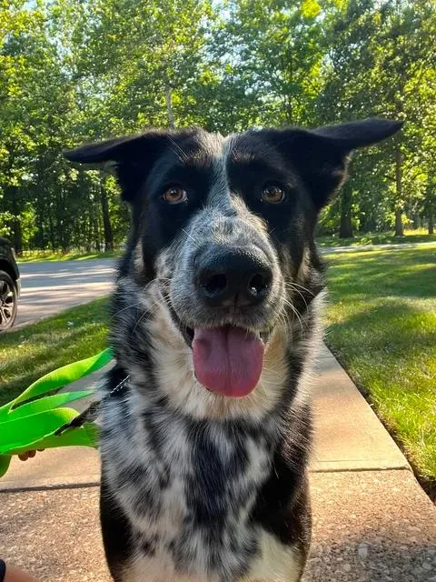 A young medium-sized female Black Cattle Dog dog named Mabel for adoption in Parma, OH