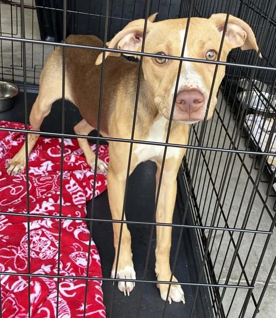 A young medium-sized female Terrier dog named Tinkerbelle for adoption in Olivette, MO