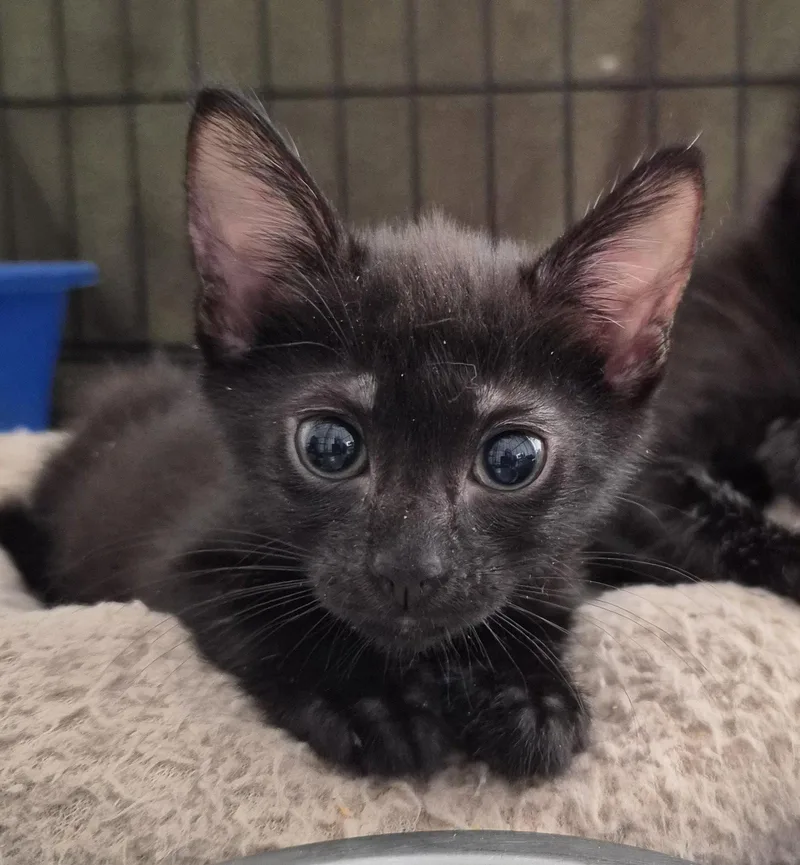 A baby medium-sized male Black Domestic Short Hair cat named Mills for adoption in Orlando, FL
