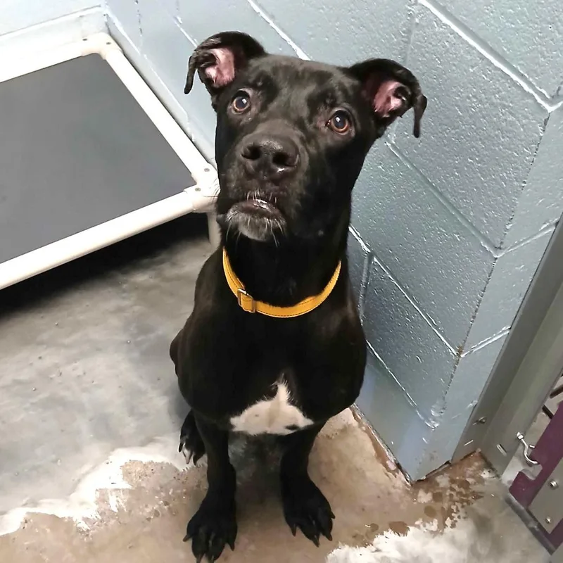 An adult large-sized male Black Mastiff dog named Everett for adoption in Las Vegas, NV