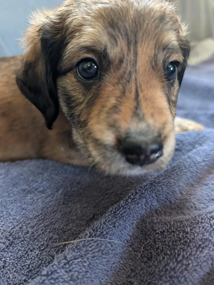 A baby small-sized female Brindle Retriever dog named Lucy Gavi for adoption in Lakeland, FL