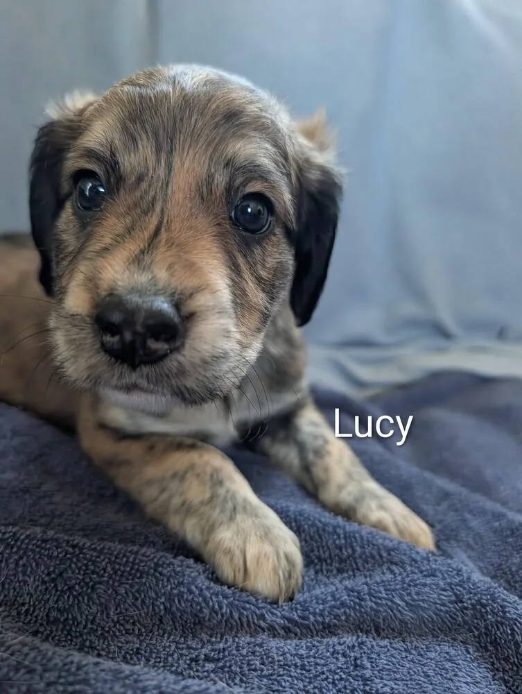 Lucy Gavi thumbnail 3