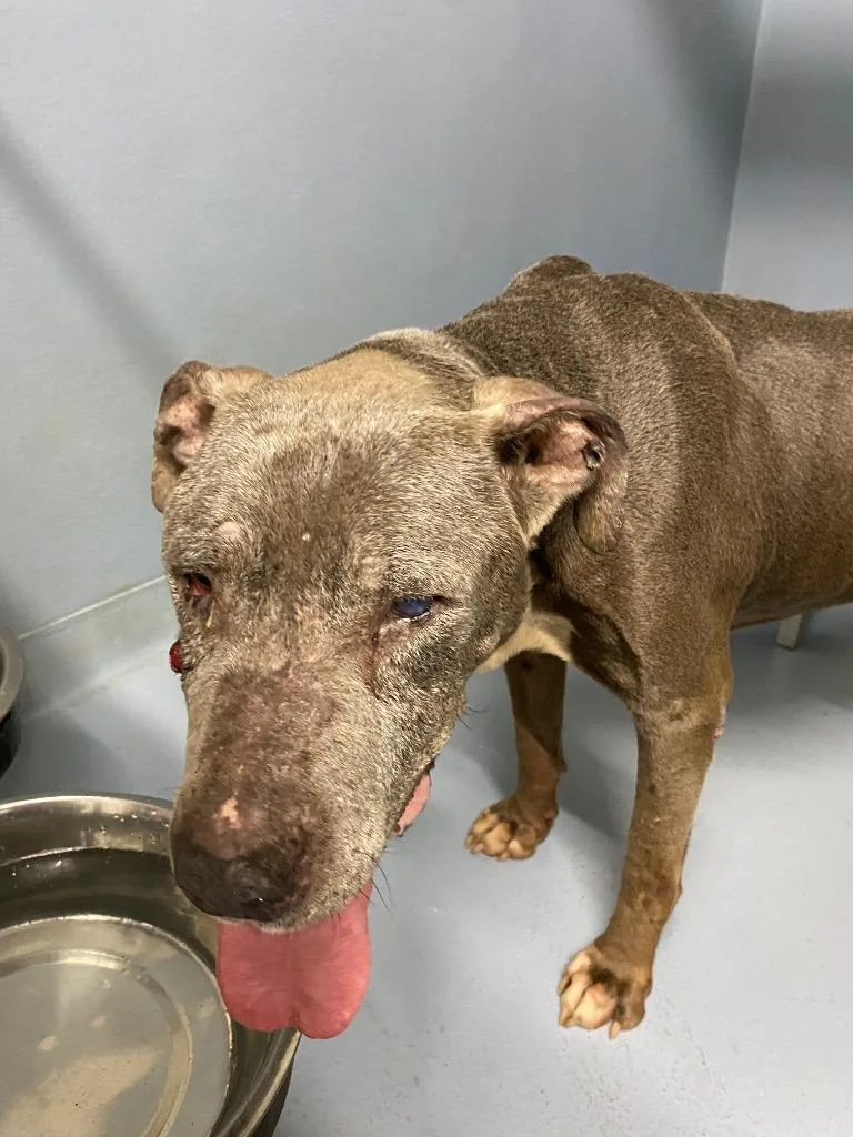 A senior large-sized male Mixed Breed dog named Zeus for adoption in Cartersville , GA