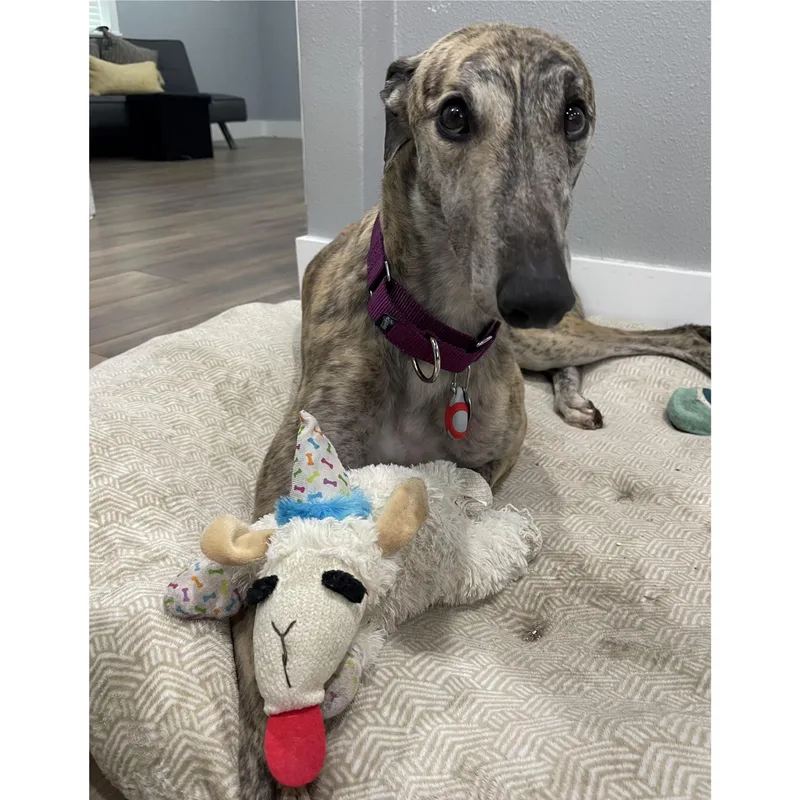 An adult large-sized male Greyhound dog named Need To Not for adoption in Tarpon Springs, FL