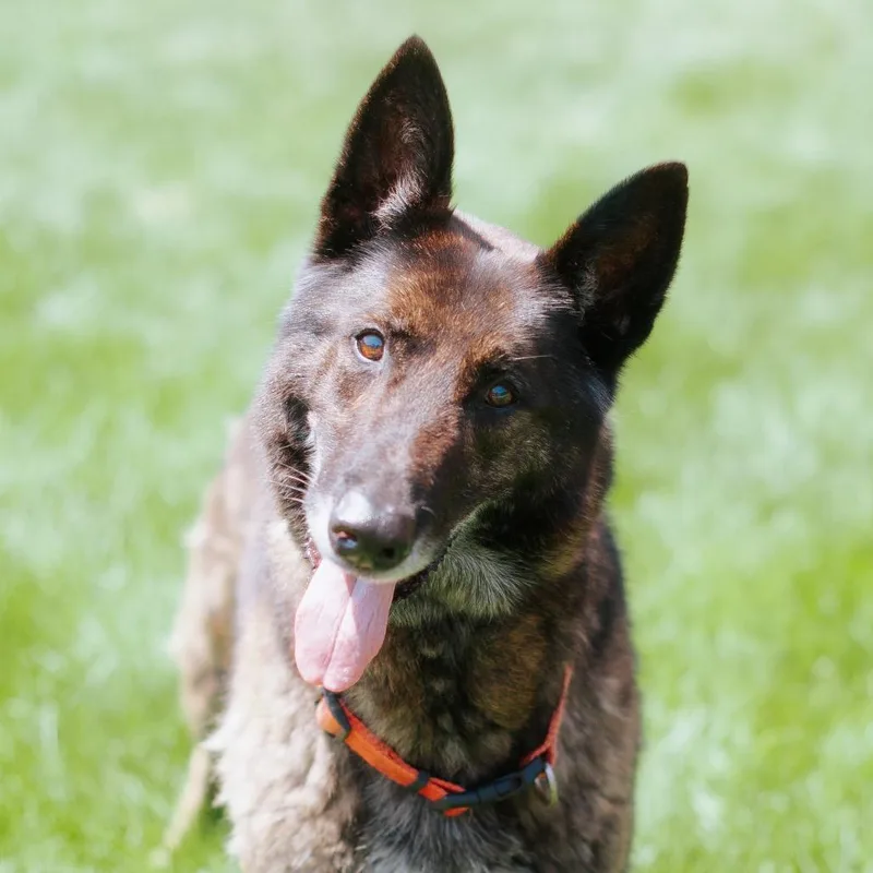 A baby large-sized male Brindle Shepherd dog named Malfoy for adoption in Northbrook, IL