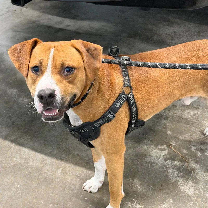 A young medium-sized male Pit Bull Terrier dog named Jax for adoption in Tarboro, NC