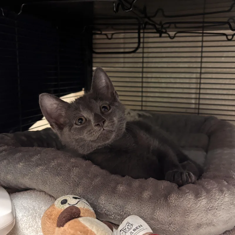 A baby medium-sized male Gray / Blue / Silver Domestic Short Hair cat named Rythm for adoption in Charleston, SC