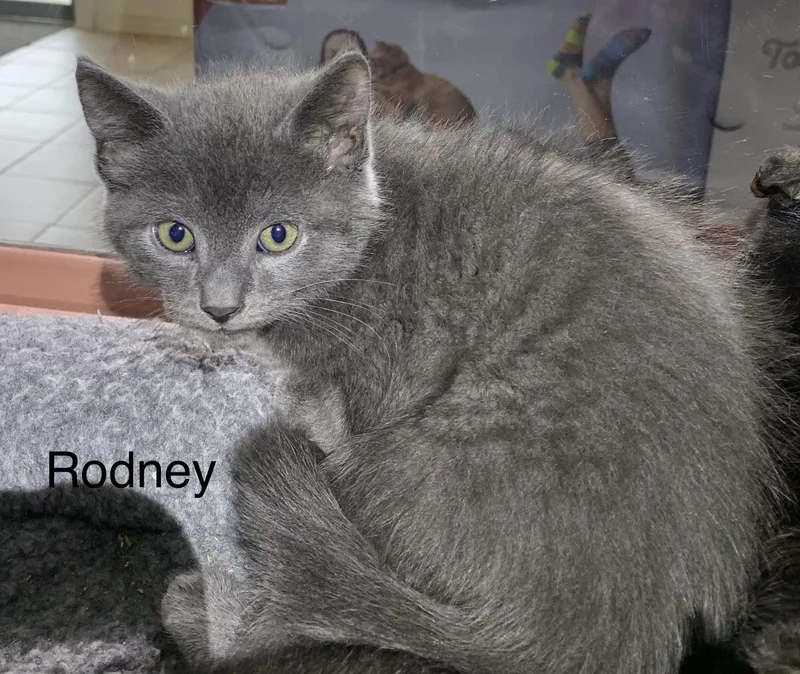 A baby medium-sized male Gray / Blue / Silver Domestic Short Hair cat named Rodney for adoption in Massena, NY