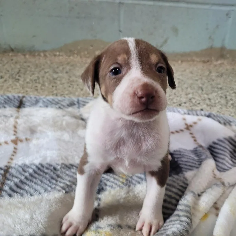 A baby medium-sized female Apricot / Beige Mixed Breed dog named Lathan for adoption in LOXAHATCHEE, FL