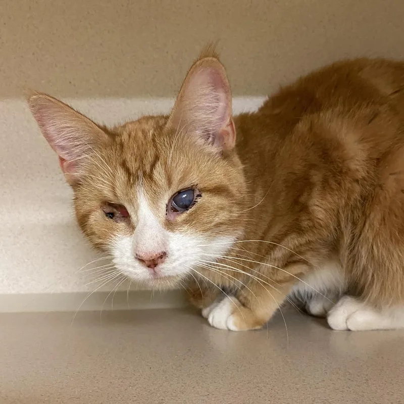 A young large-sized male Orange & White Domestic Short Hair cat named Stevie Wonder for adoption in Hudson, NY