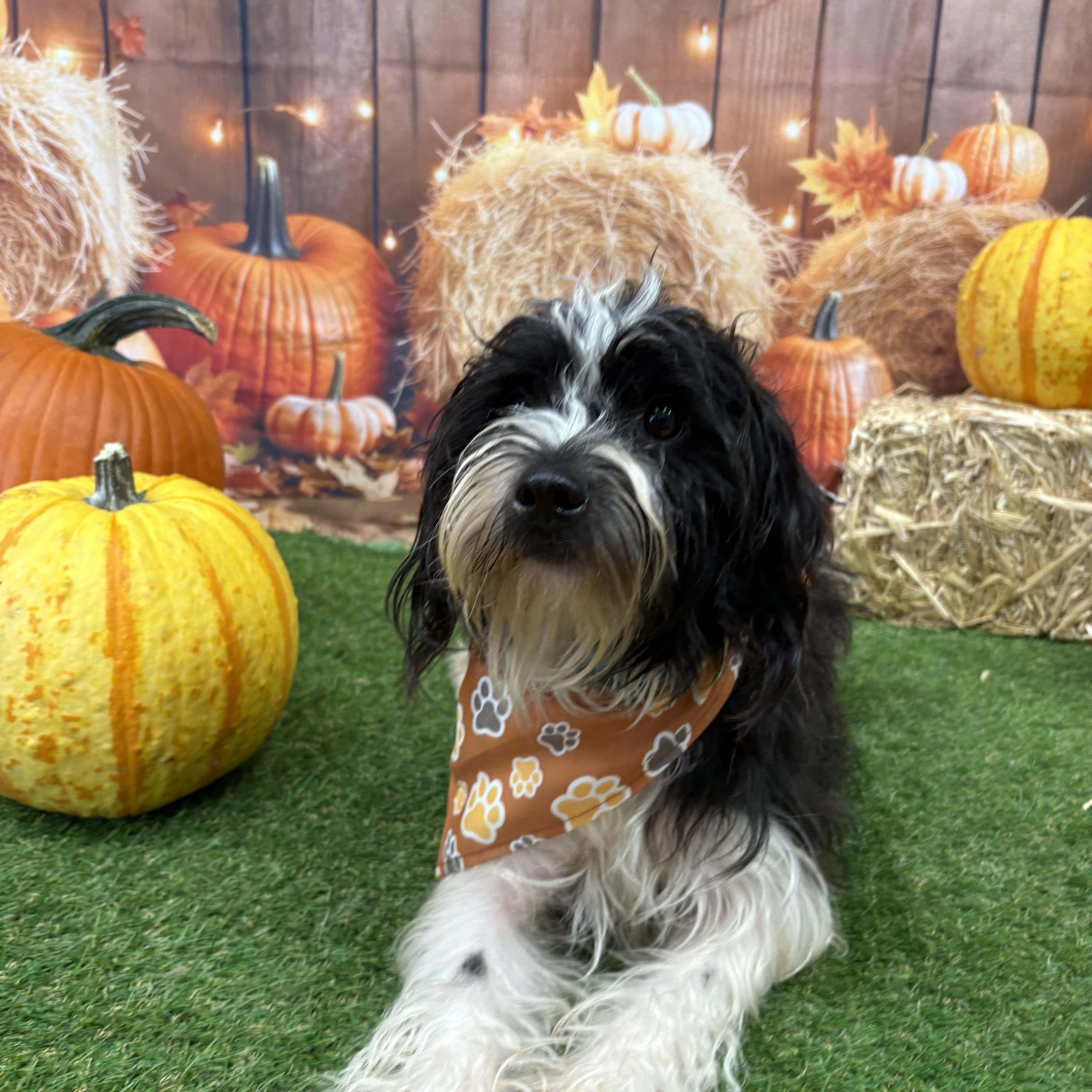 An adult small-sized male Black Shih Tzu dog named Marvin for adoption in Baker, LA