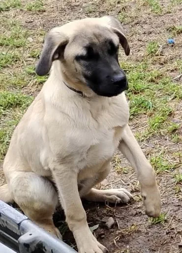 A baby large-sized male Sable Anatolian Shepherd dog named Fred for adoption in Frazier Park, CA