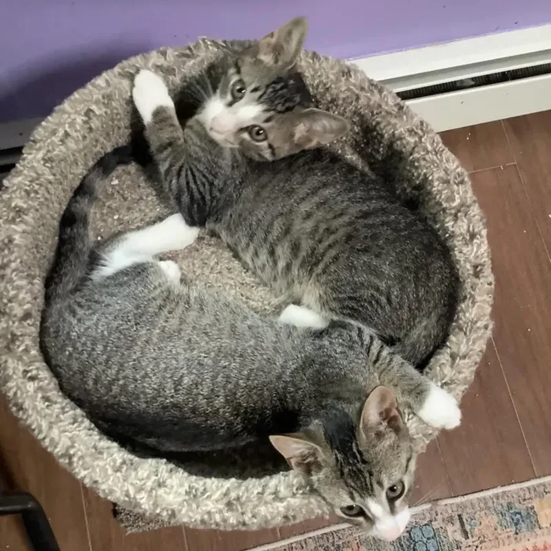 A baby small-sized female Tabby cat named Mittens for adoption in East Northport, NY
