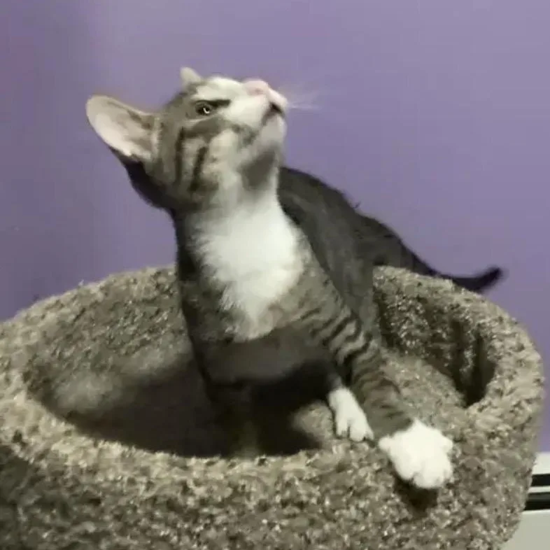 Mittens thumbnail 2
