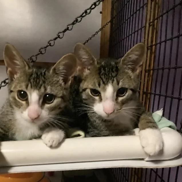 Mittens thumbnail 3