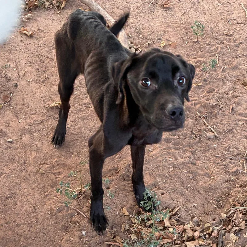 A young medium-sized male Labrador Retriever dog named Finn for adoption in Bend, OR