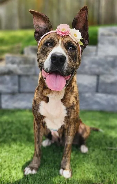 An adult medium-sized female Mixed Breed dog named Leslie for adoption in Fort Walton Beach, FL