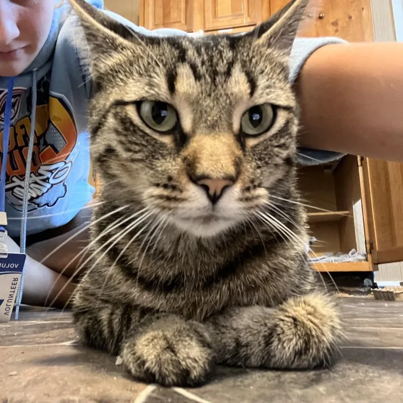 An adult small-sized male Brown / Chocolate Domestic Short Hair cat named Cass for adoption in Marion, IL