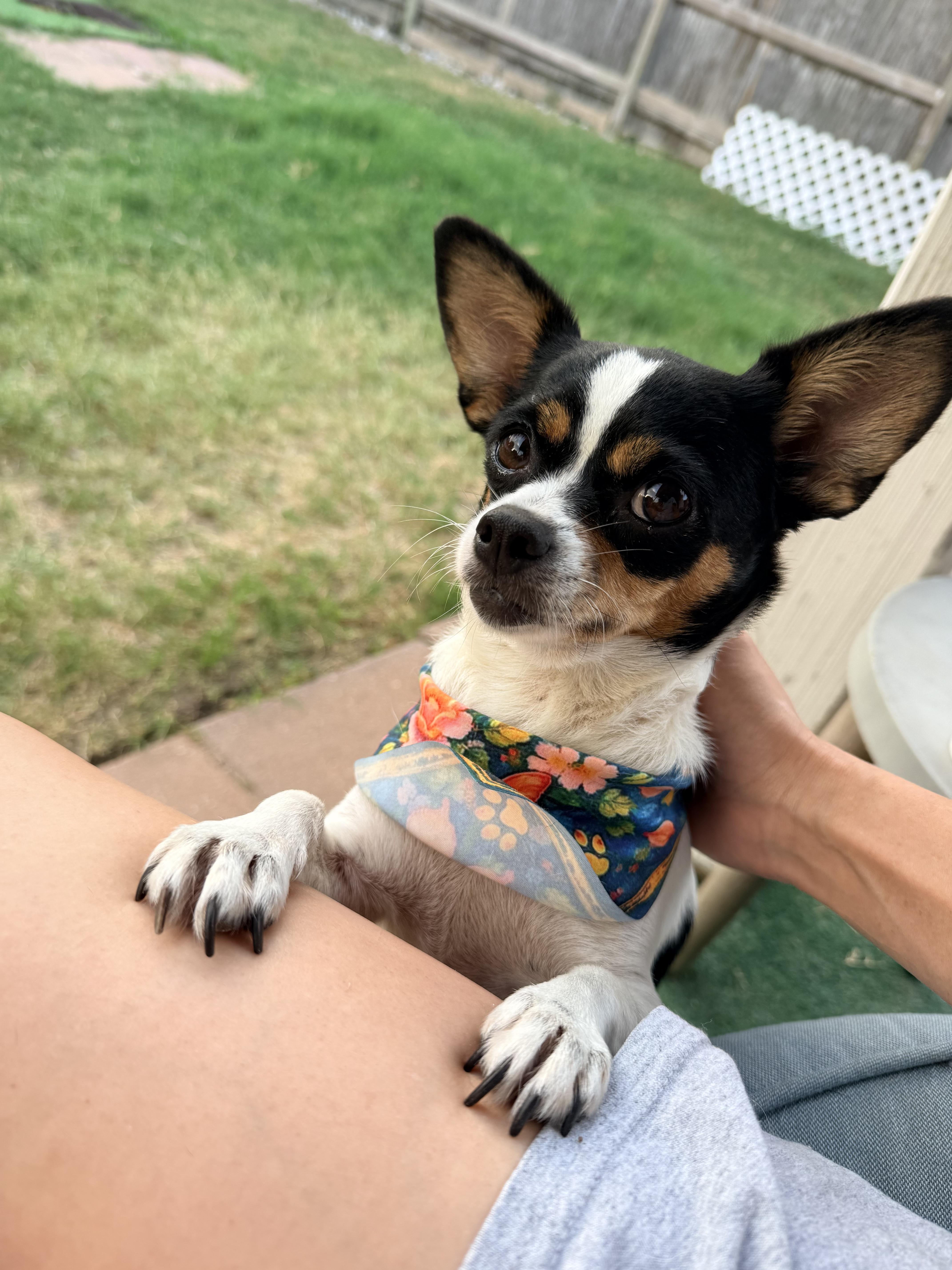 Lolita