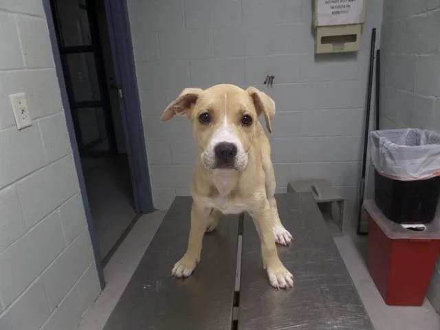 A baby small-sized female Pit Bull Terrier dog named Jane Pawsten for adoption in Augusta, GA