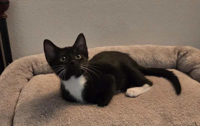 A baby medium-sized female Black & White / Tuxedo Domestic Short Hair cat named Drew for adoption in Lauderhill, FL