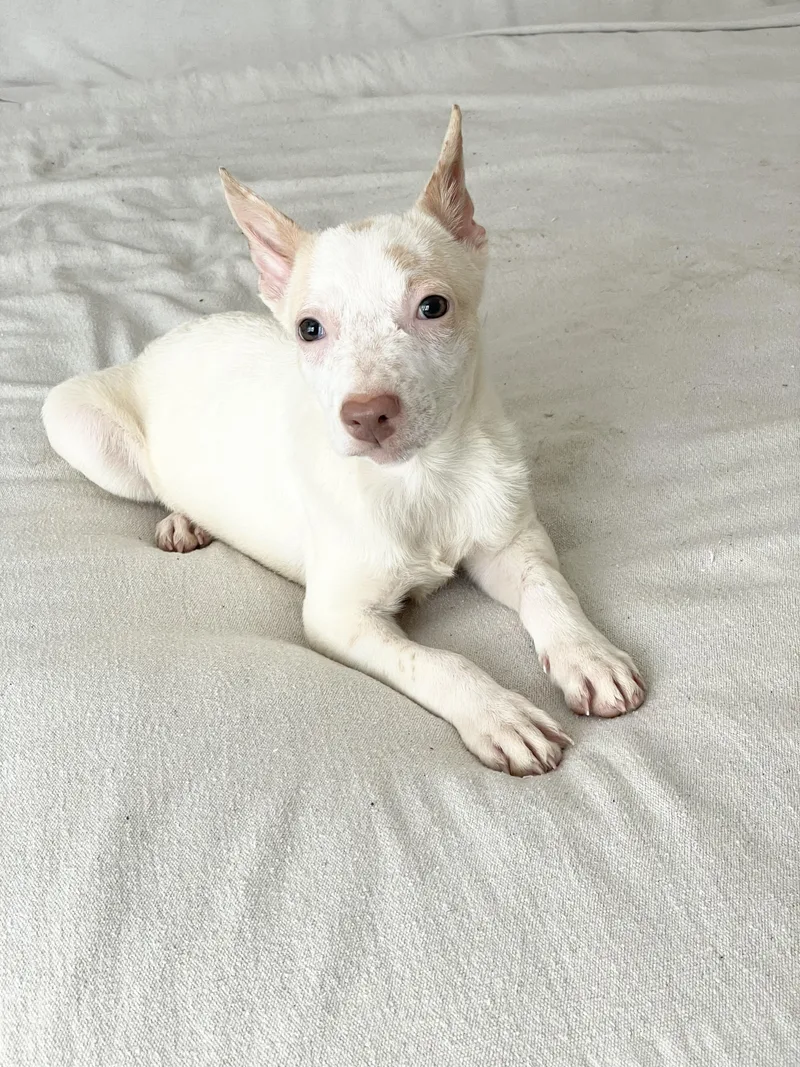 A baby medium-sized male Australian Cattle Dog / Blue Heeler dog named Cuddly Clark for adoption in Burlington, NC
