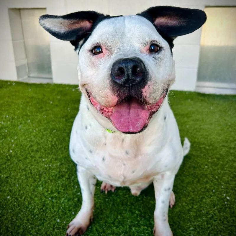 An adult large-sized male White / Cream Staffordshire Bull Terrier dog named Fire for adoption in Englewood, FL