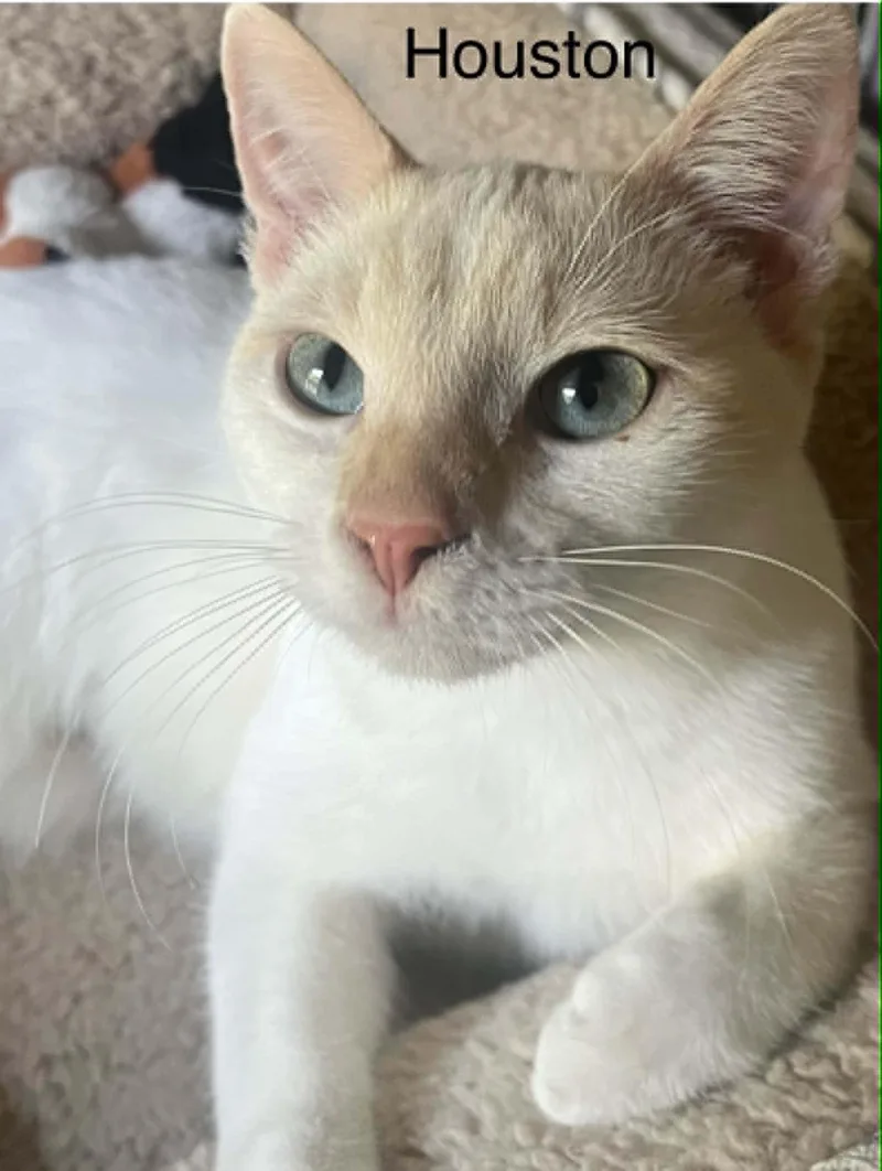 Houston Blue Eyes