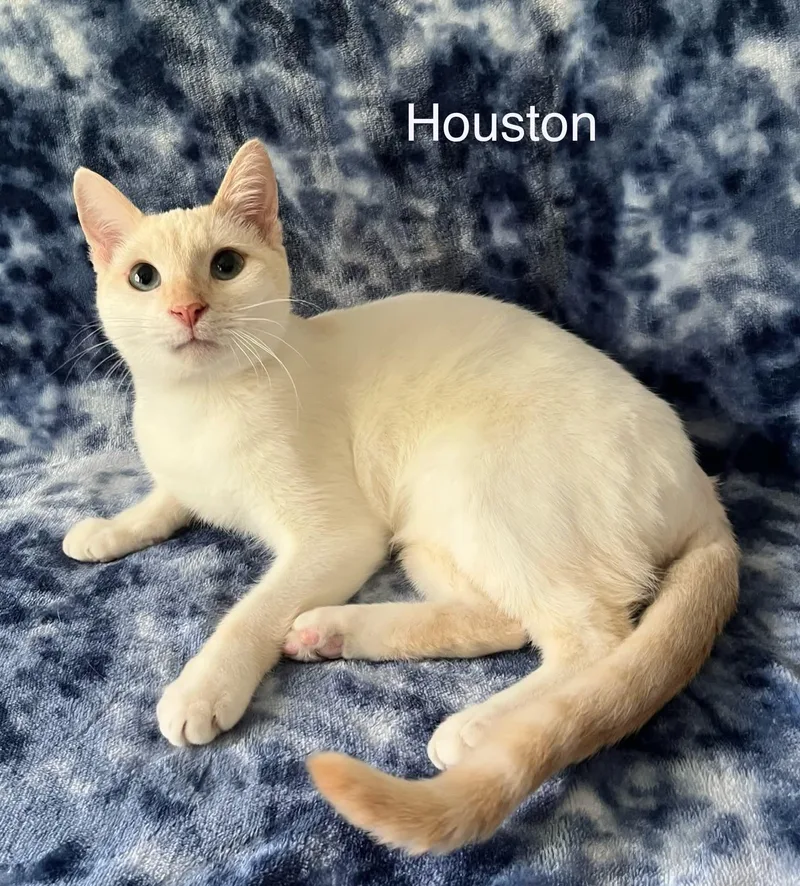 Houston  Blue Eyes thumbnail 2