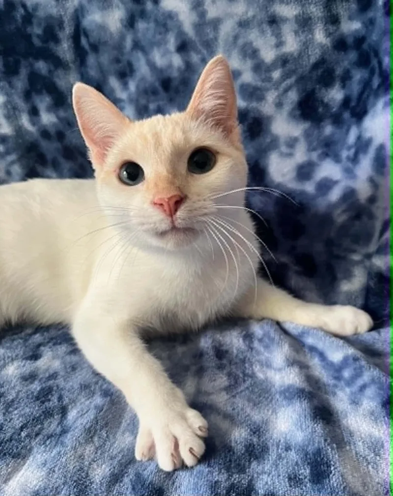 Houston  Blue Eyes thumbnail 3