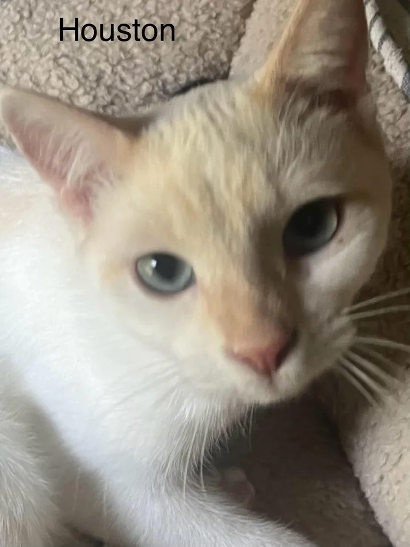 Houston  Blue Eyes thumbnail 5